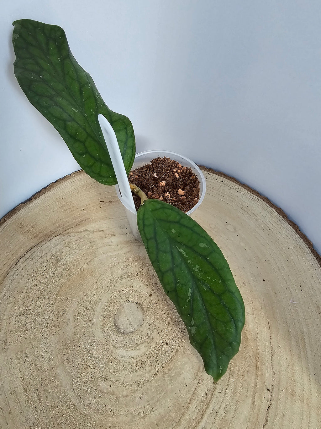 Hoya vitellinoides