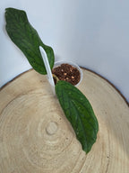 Hoya vitellinoides