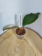 Hoya vitellinoides