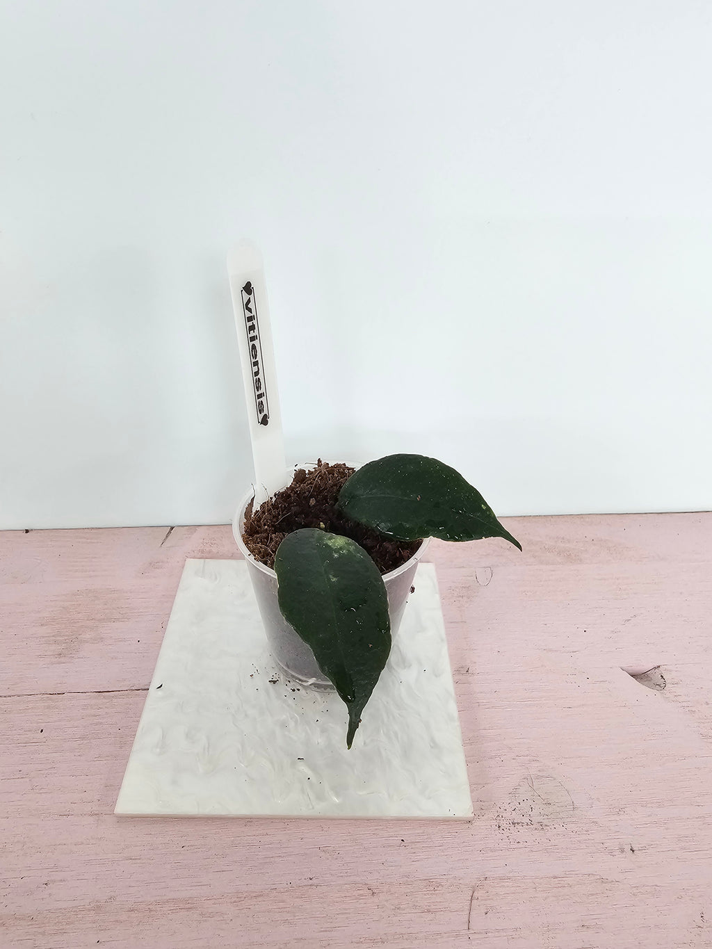 Hoya vitiensis