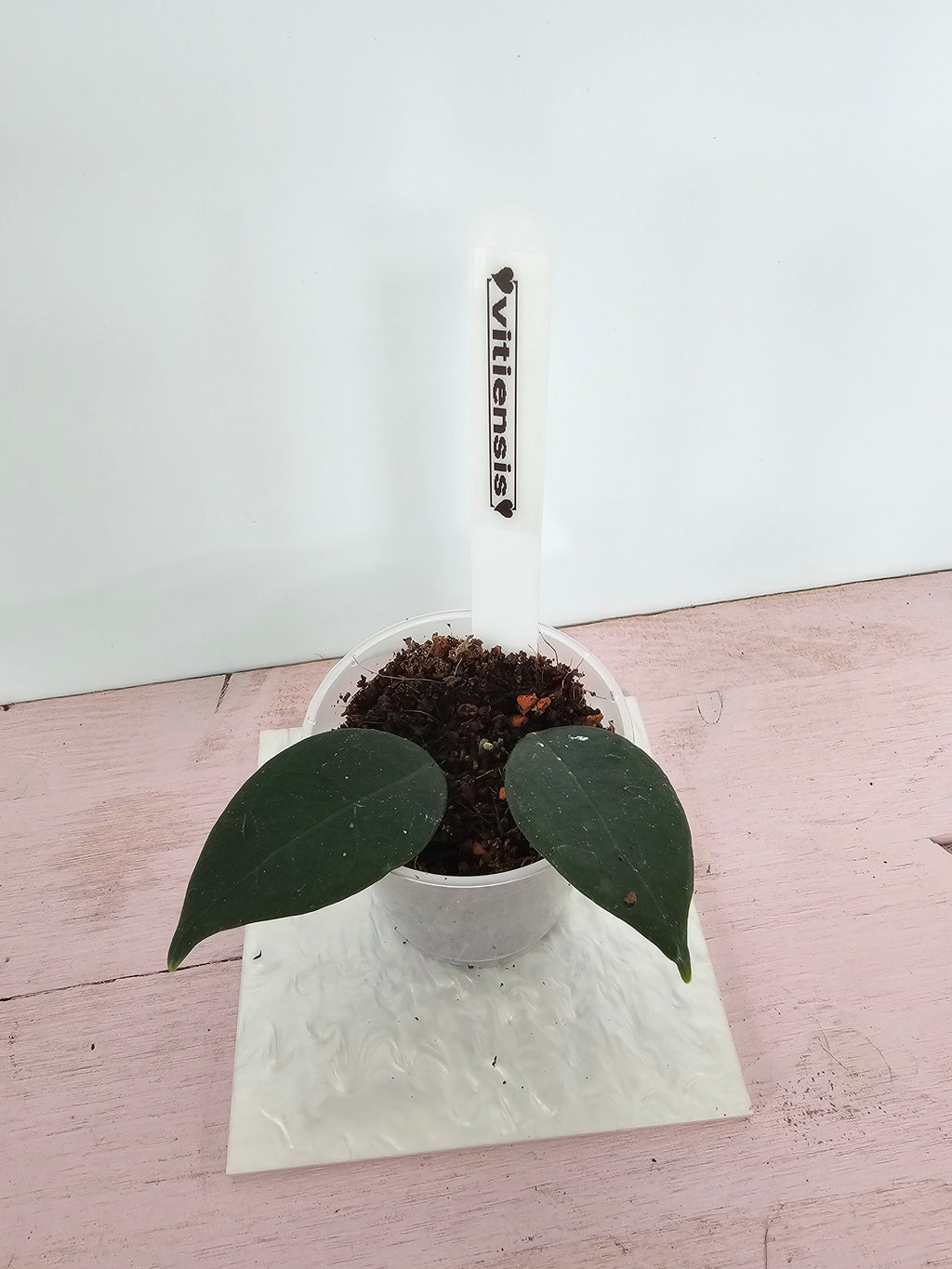Hoya vitiensis