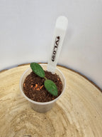 Hoya sp. VL-09