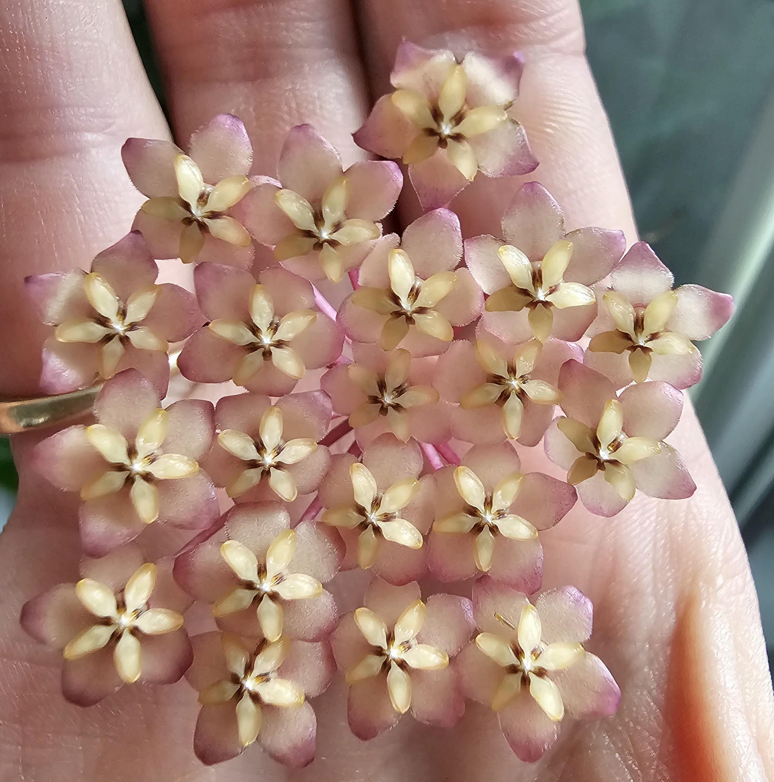 Hoya sp. VL-09