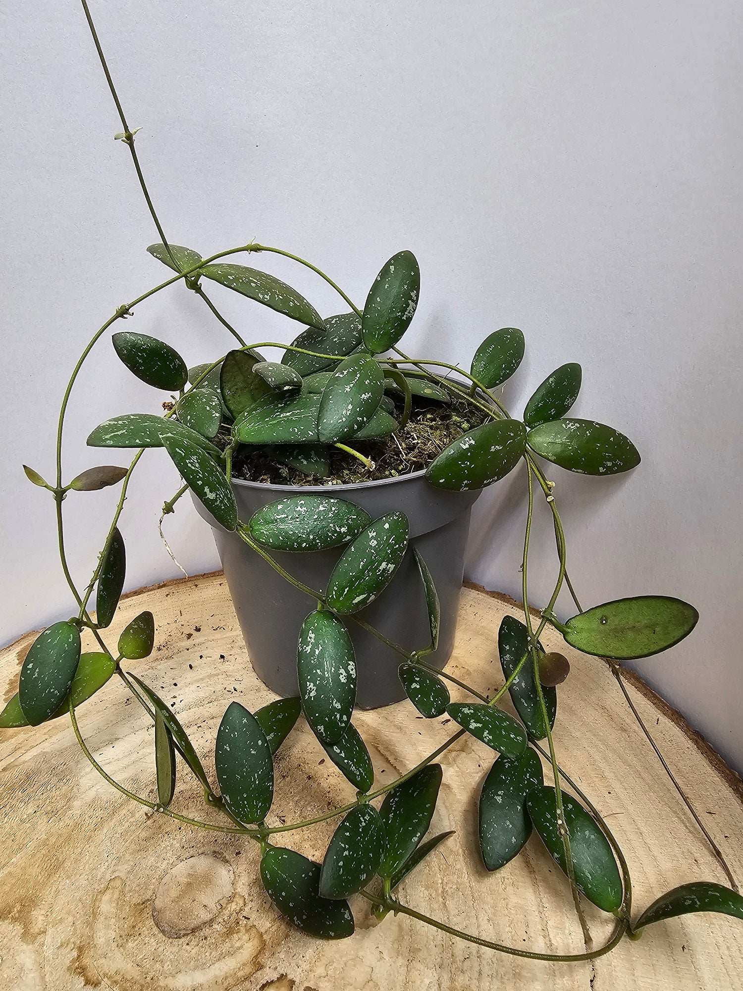 Hoya sp. VL-09