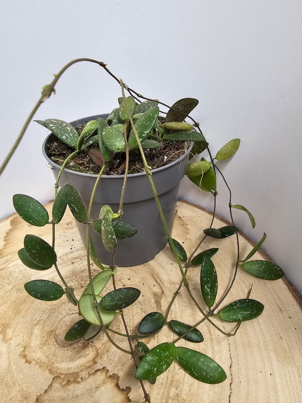 Hoya sp. VL-09