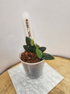Hoya sp. VL-09