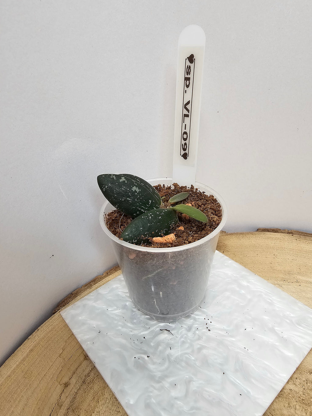 Hoya sp. VL-09
