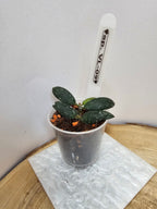 Hoya sp. VL-09