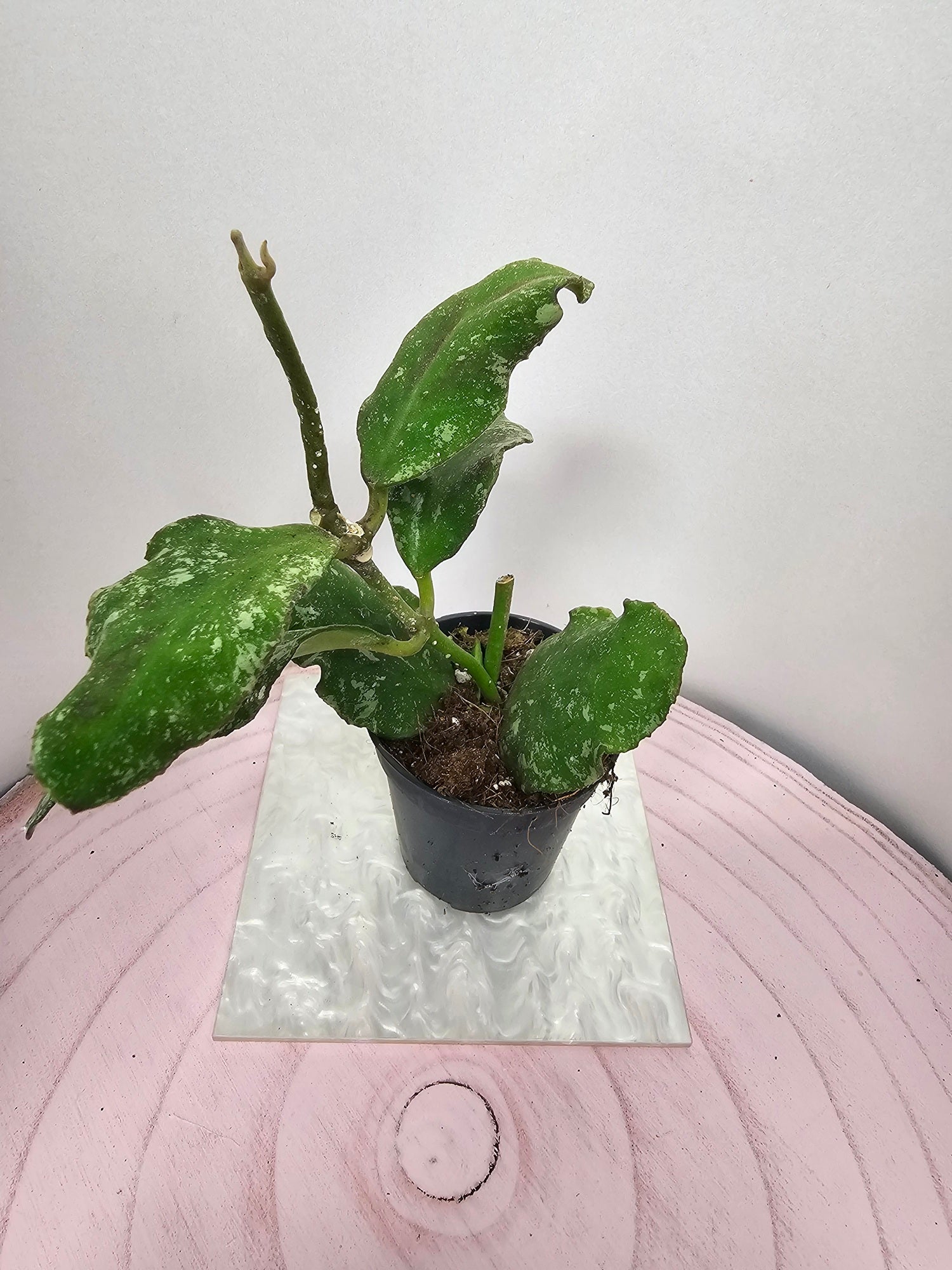 Hoya waymaniae splash