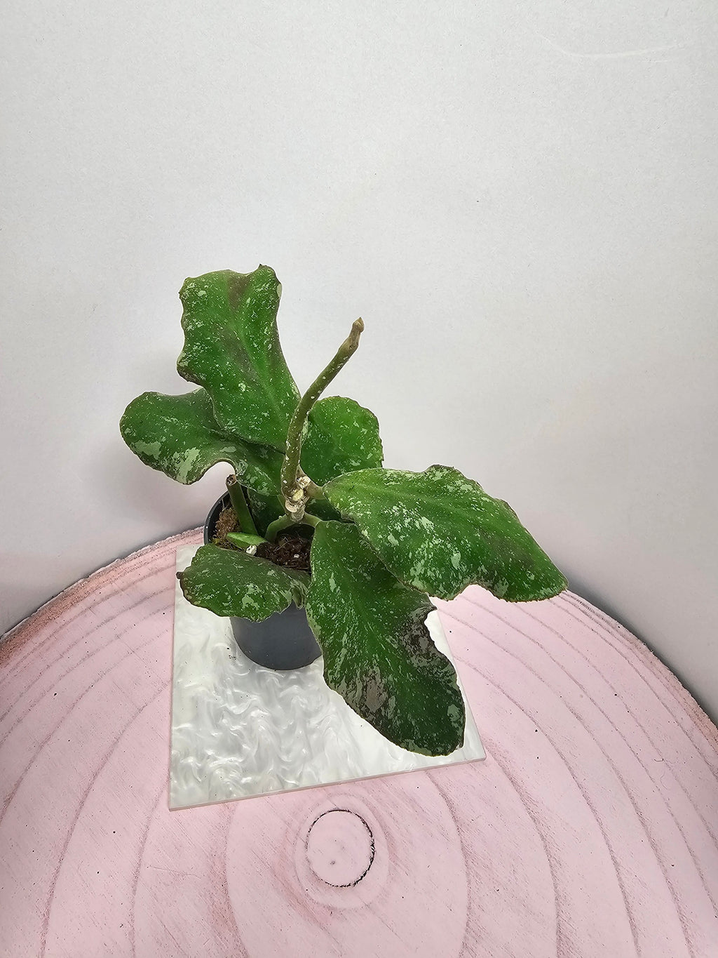 Hoya waymaniae splash