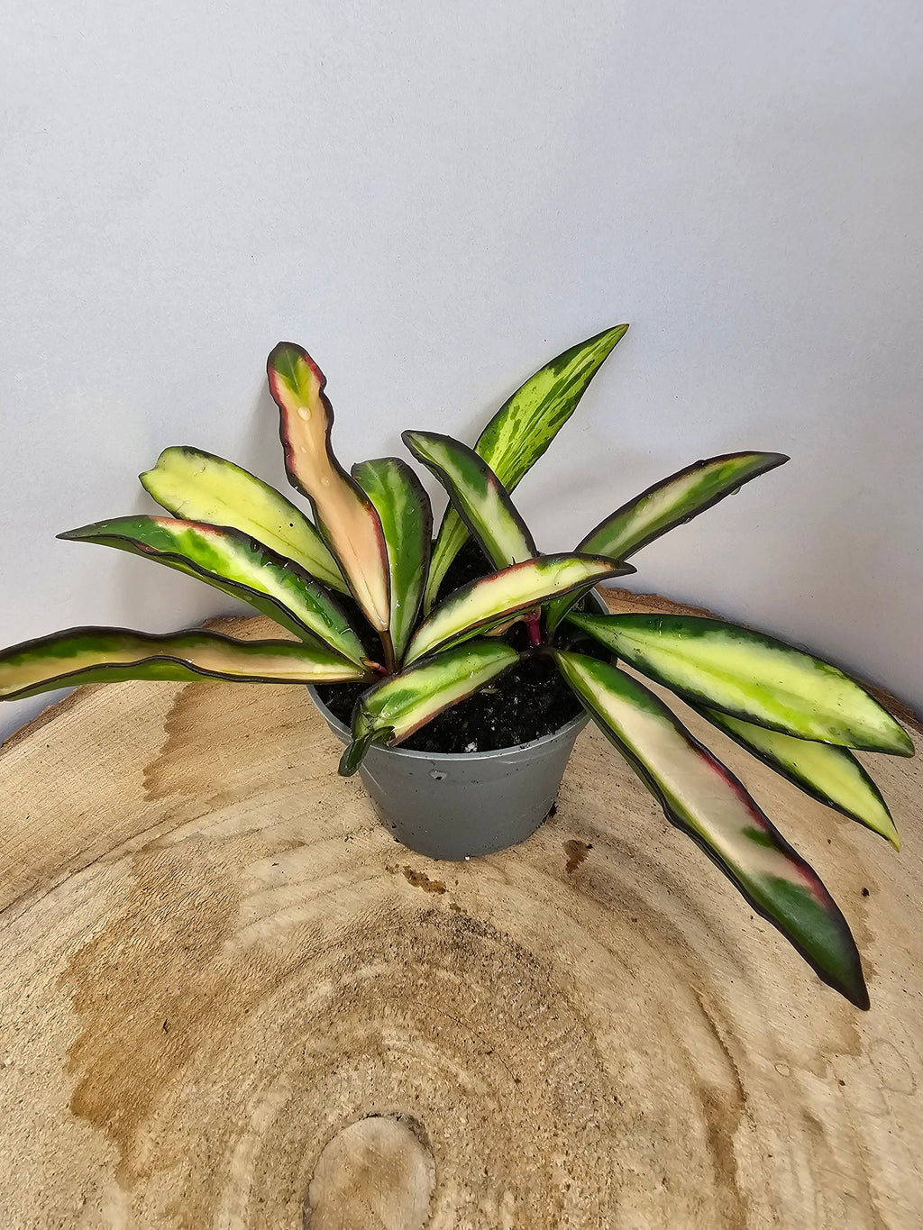 Hoya wayetii variegata