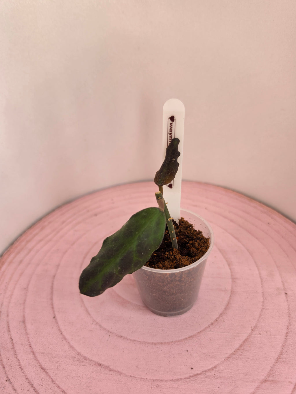Hoya waymaniae Borneo