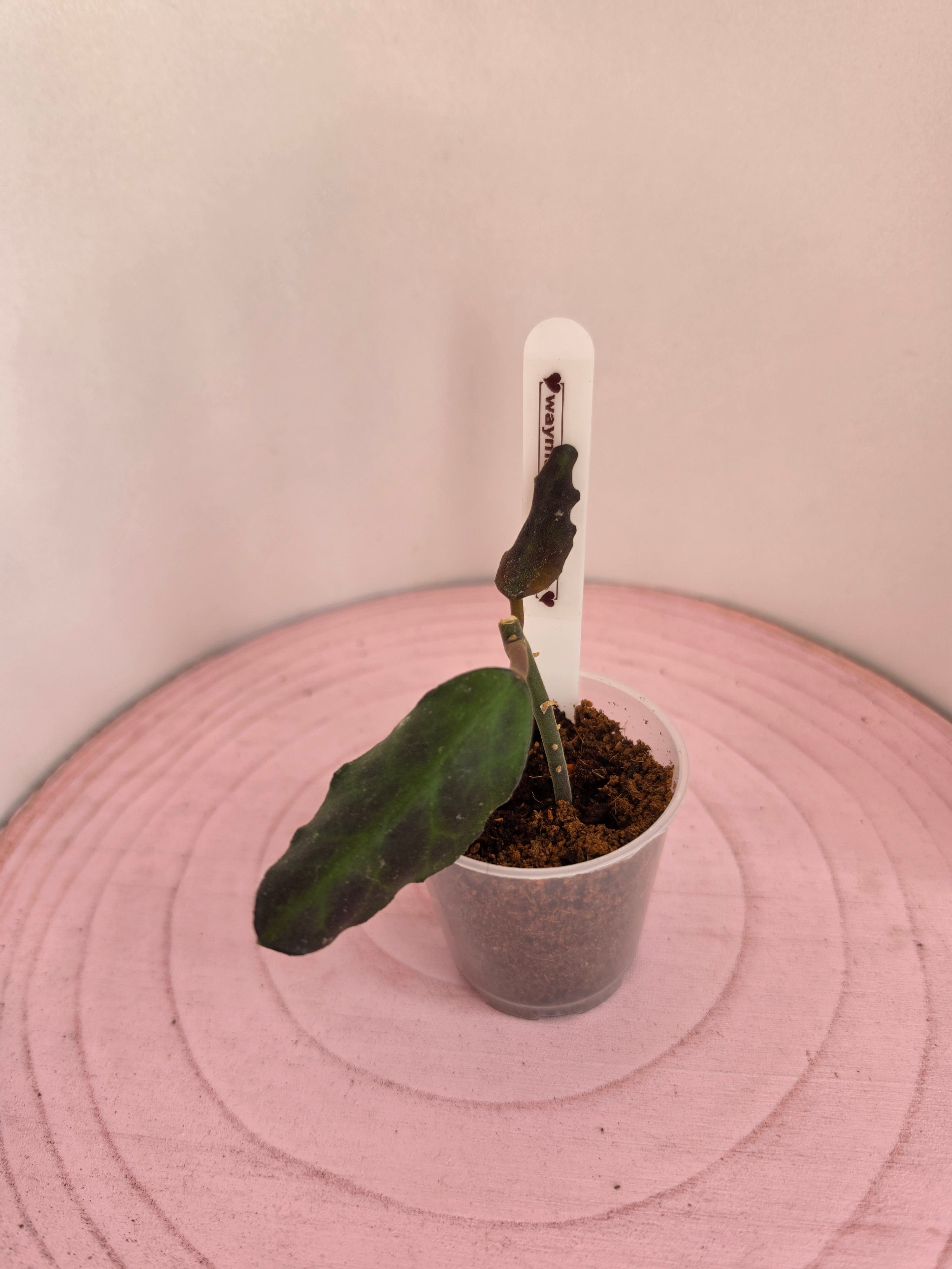 Hoya waymaniae Borneo