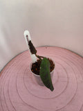Hoya waymaniae Borneo