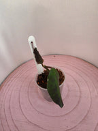 Hoya waymaniae Borneo