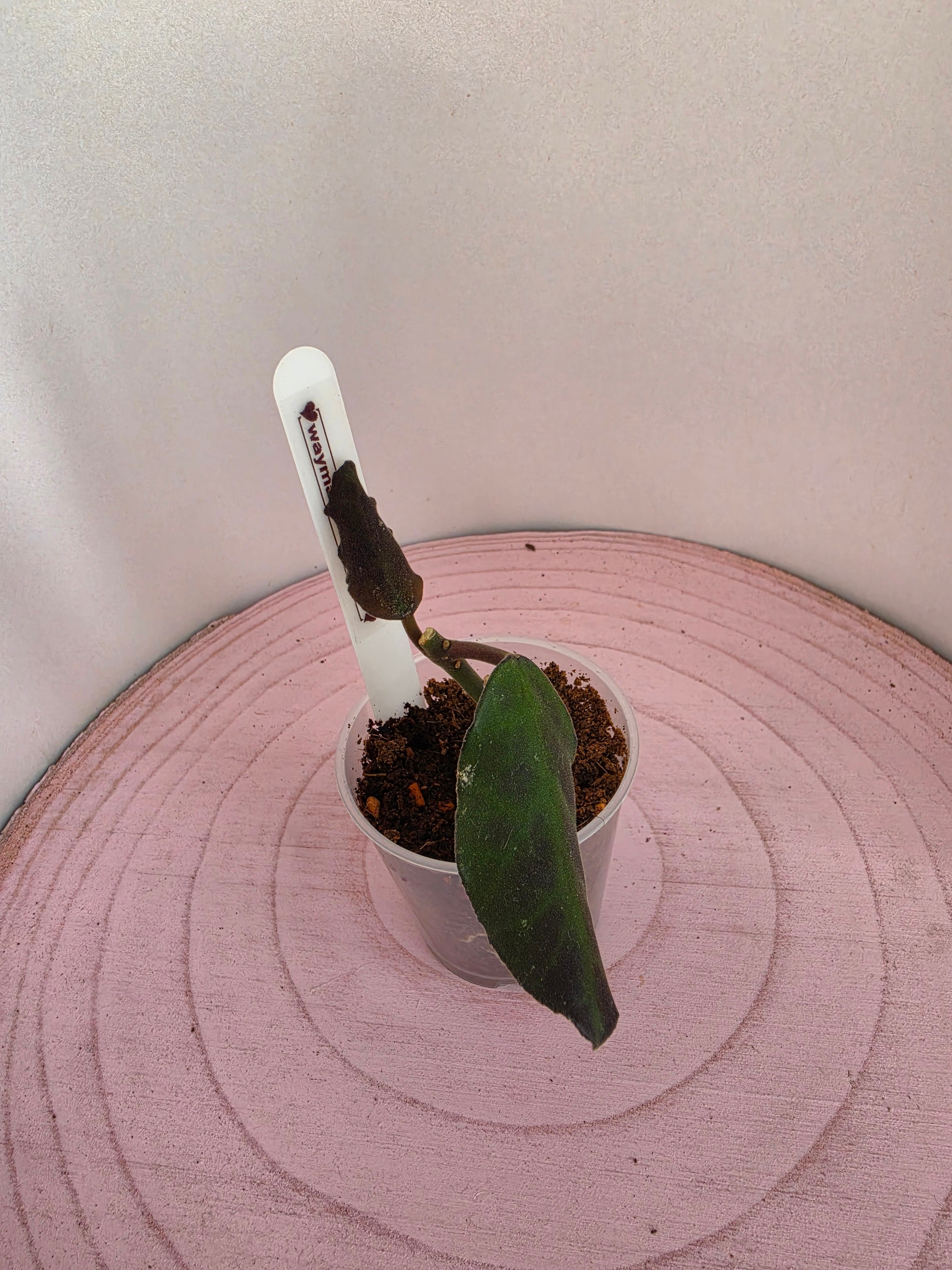 Hoya waymaniae Borneo