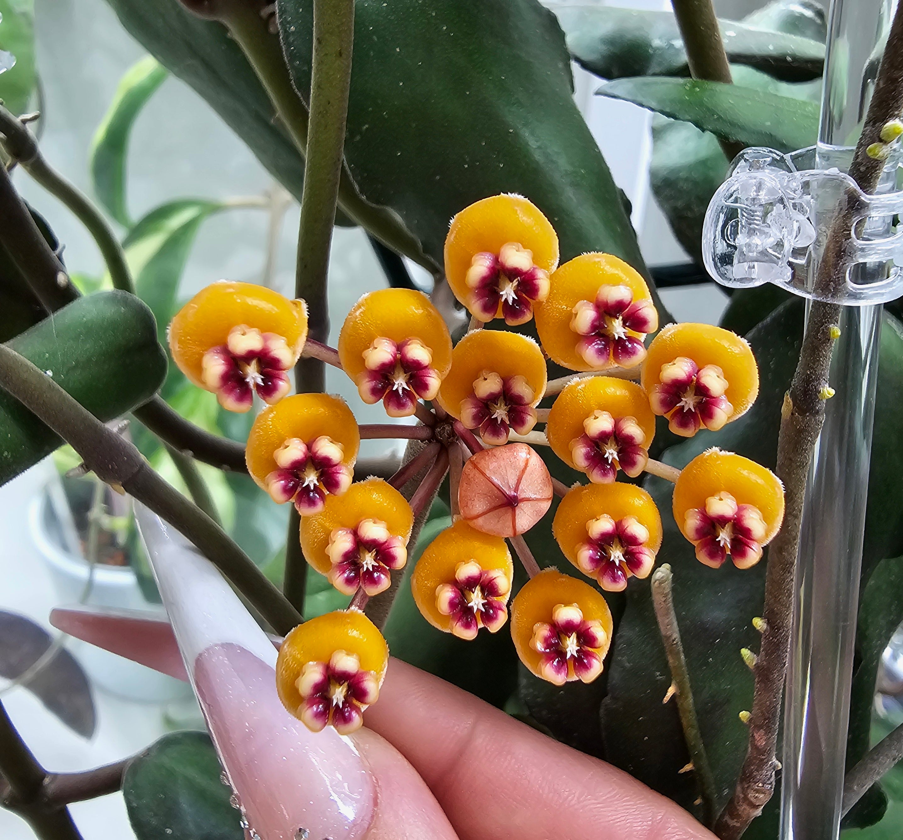 Hoya waymaniae Borneo