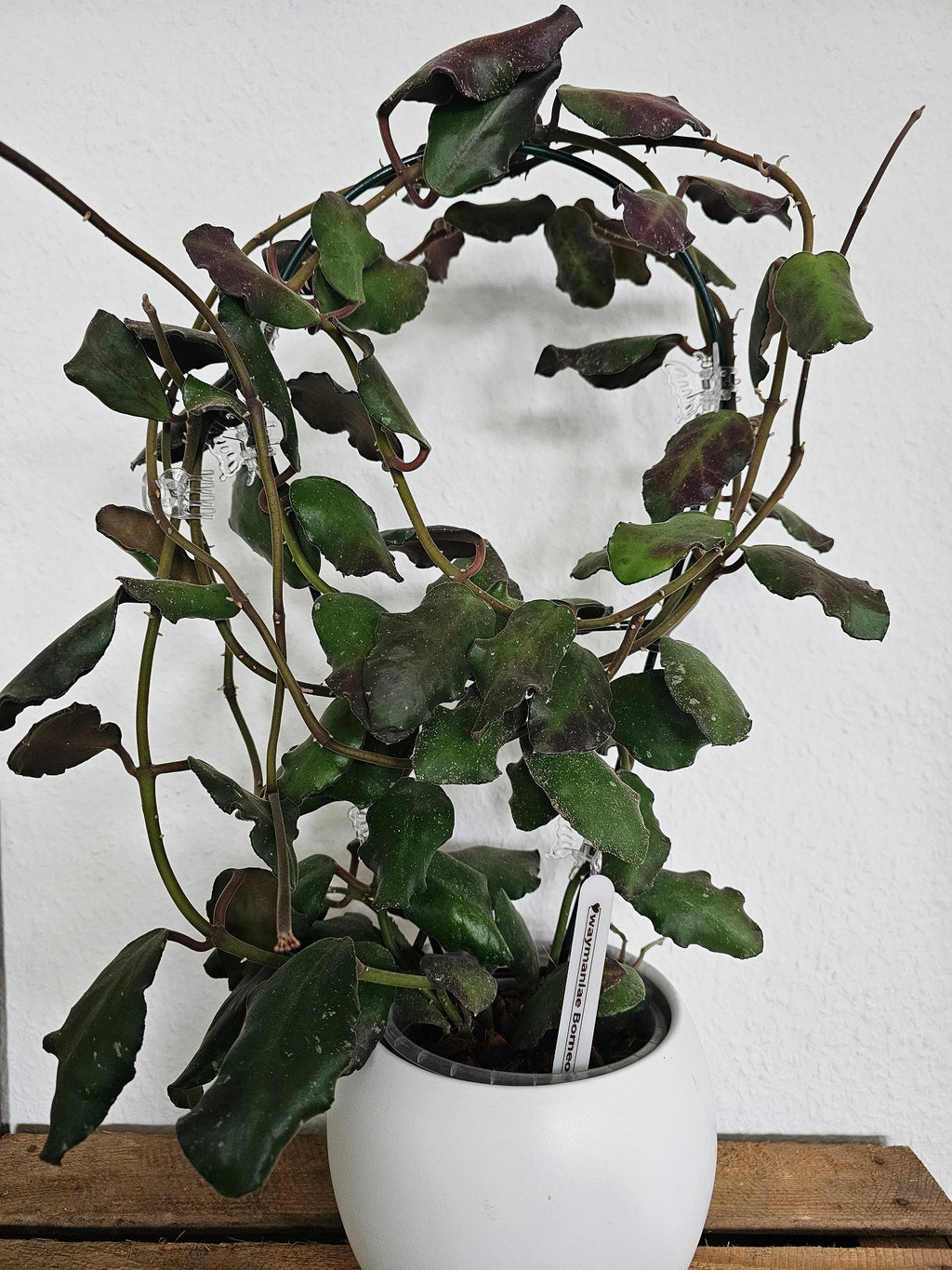 Hoya waymaniae Borneo cutting