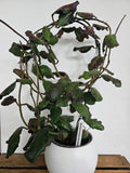 Hoya waymaniae Borneo cutting