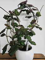 Hoya waymaniae Borneo cutting