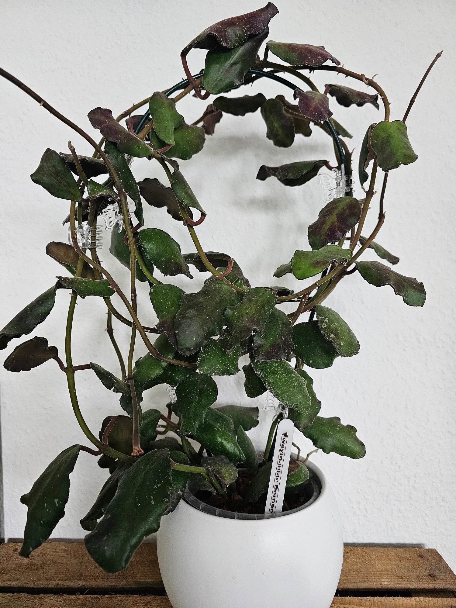 Hoya waymaniae Borneo cutting