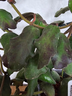 Hoya waymaniae Borneo cutting