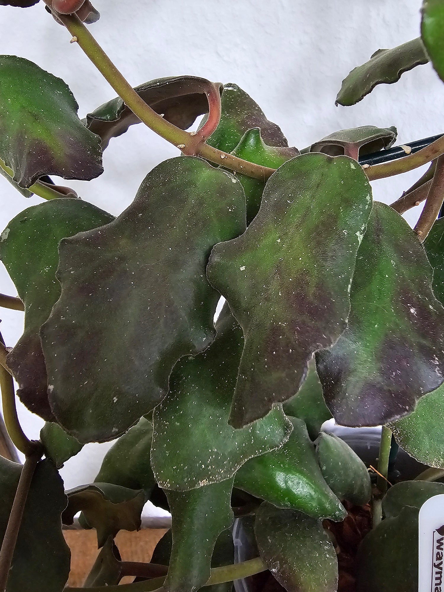 Hoya waymaniae Borneo cutting