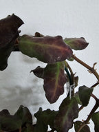 Hoya waymaniae Borneo cutting