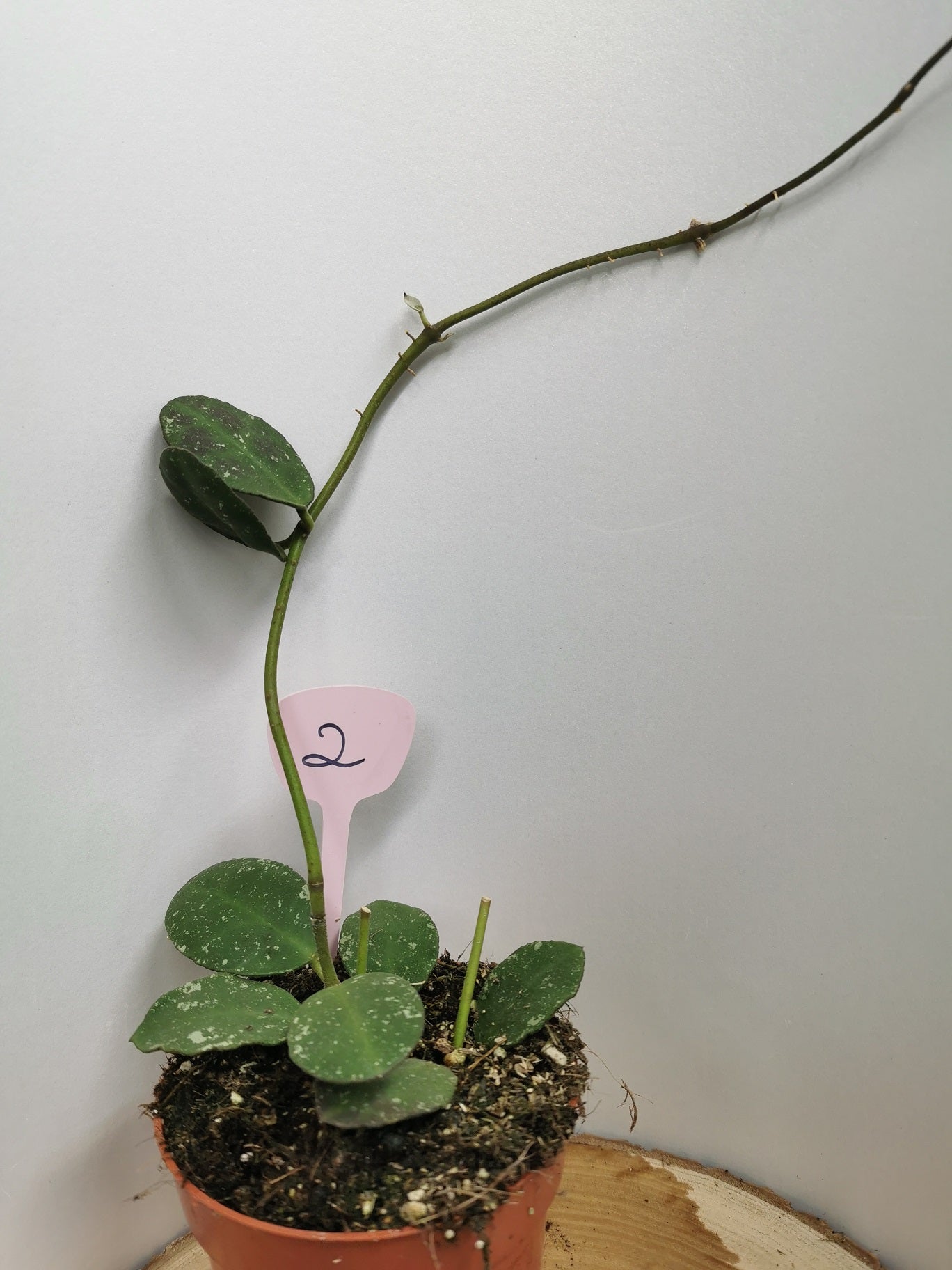 Hoya waymaniae round leaves (splash)