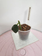 Hoya waymaniae round leaves (splash)