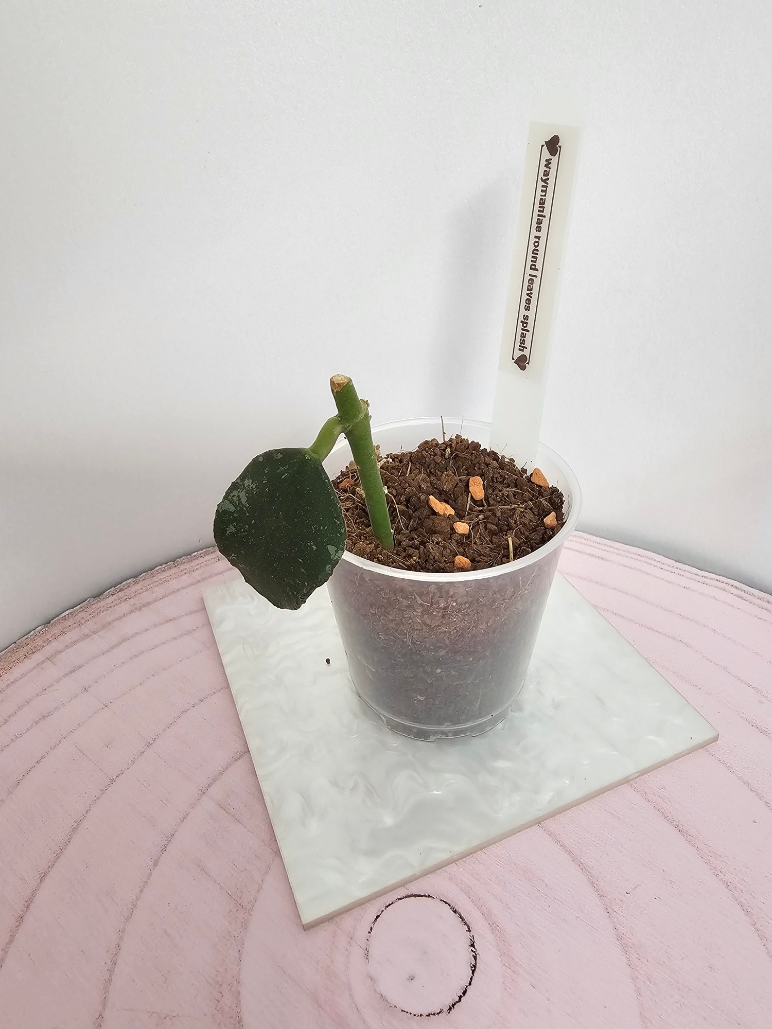 Hoya waymaniae round leaves (splash)