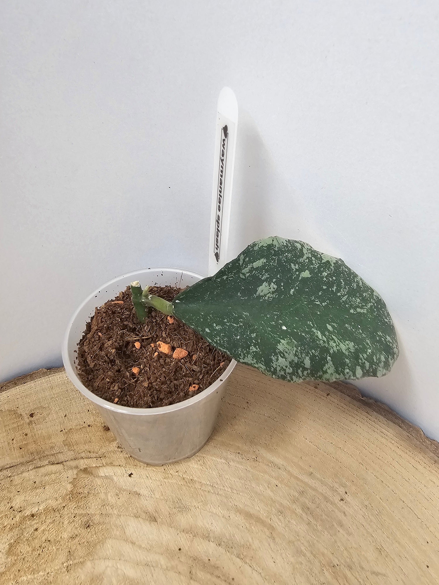 Hoya waymaniae splash