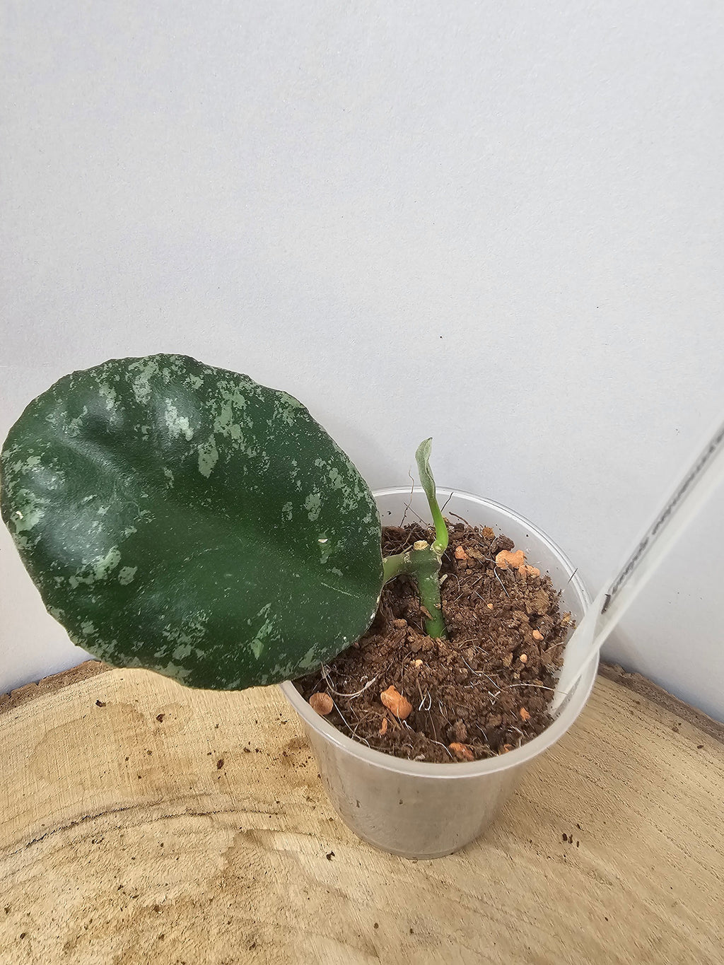 Hoya waymaniae splash