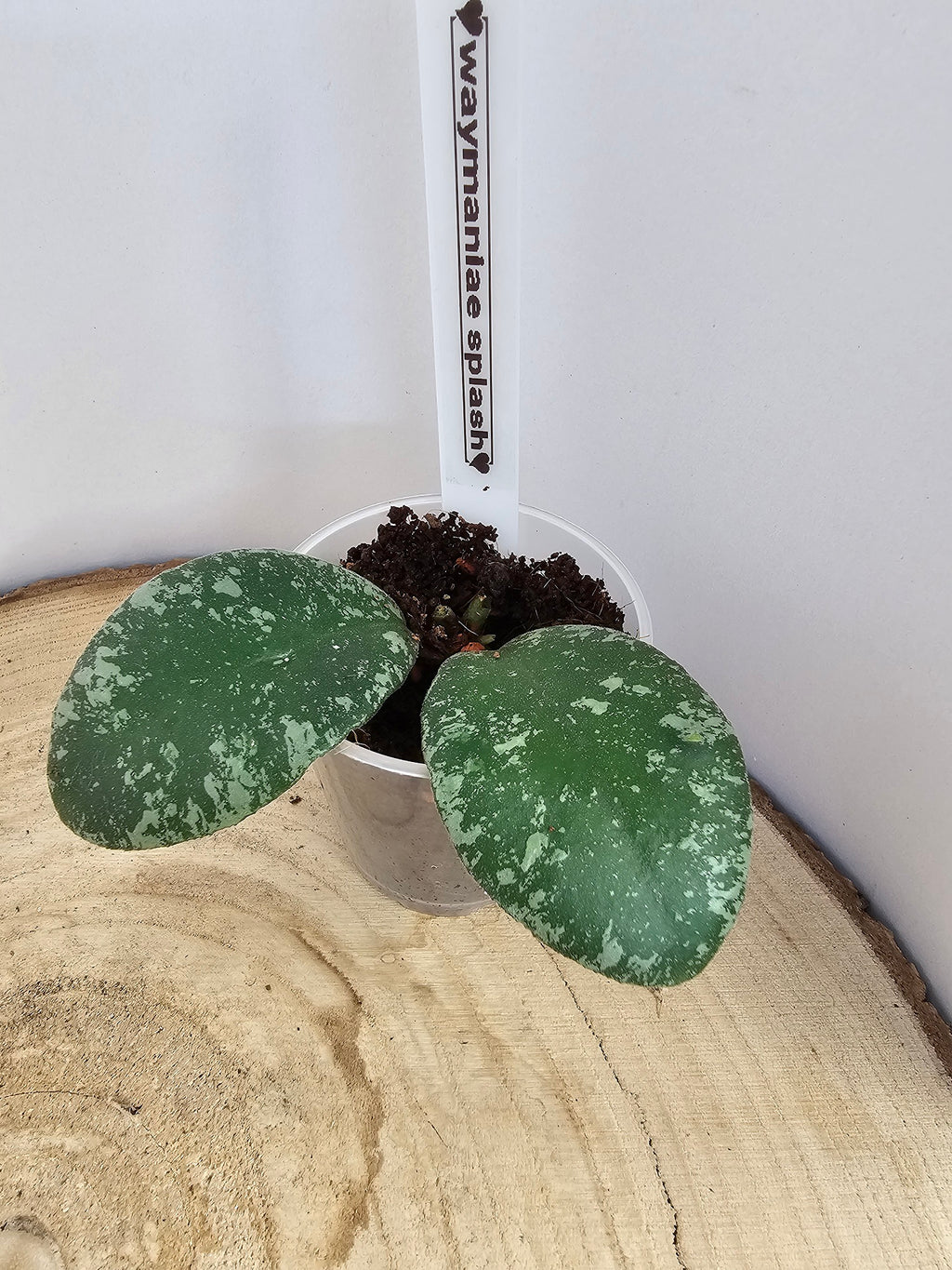 Hoya waymaniae splash