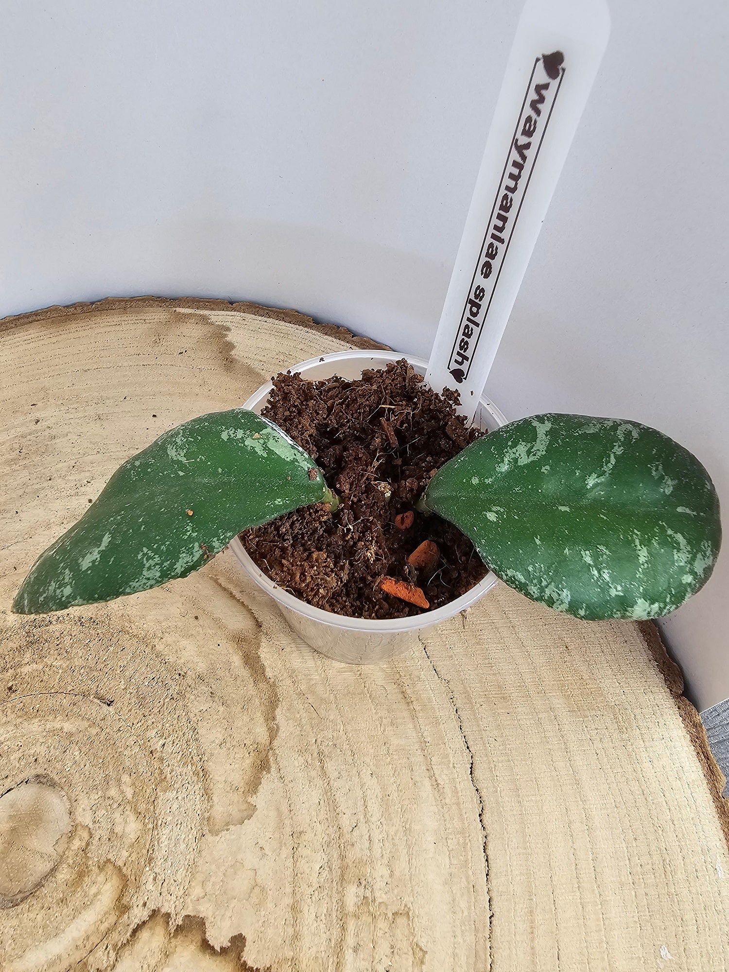 Hoya waymaniae splash