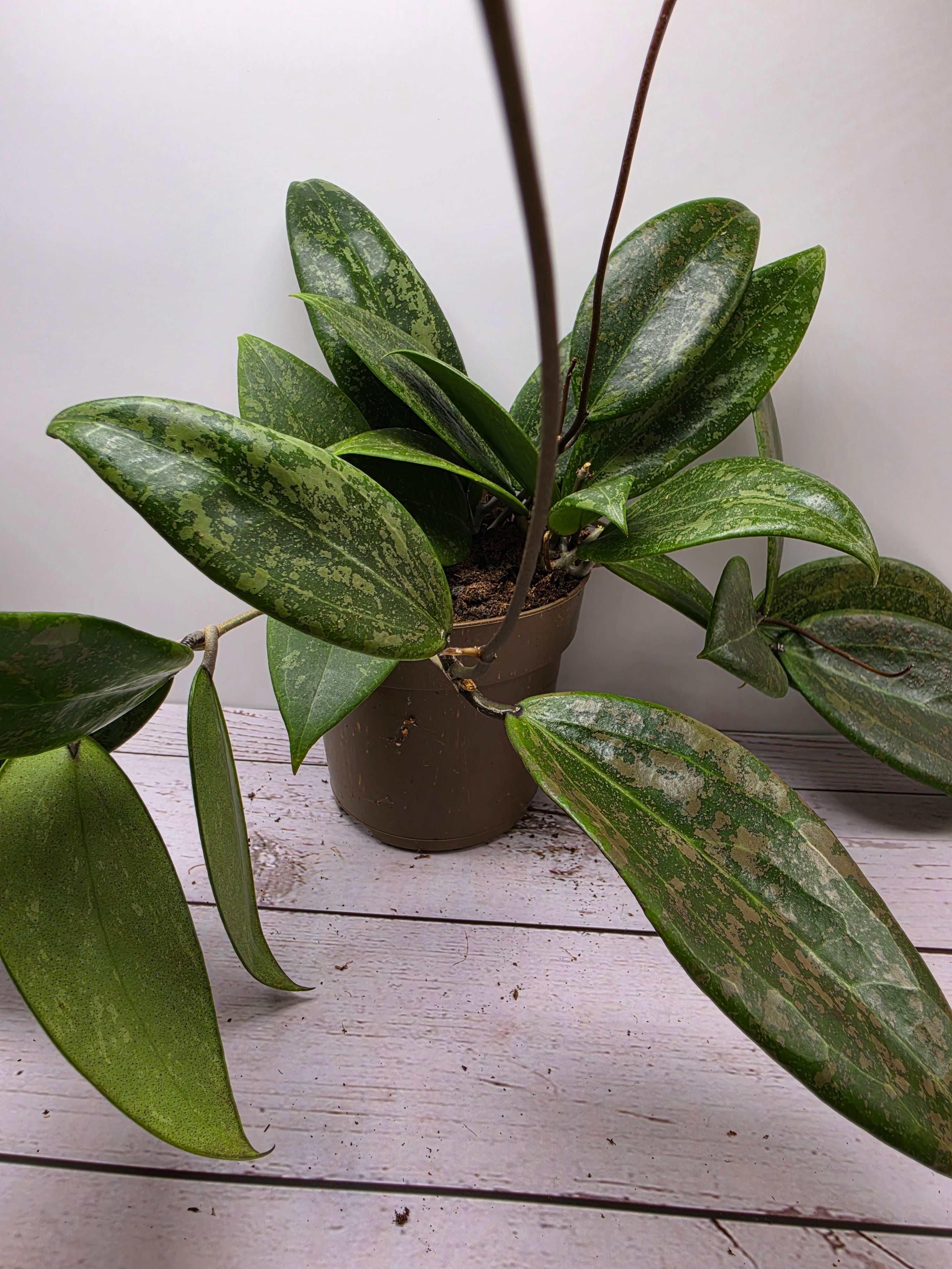 Hoya verticillata 'Wibergiae' pink splash