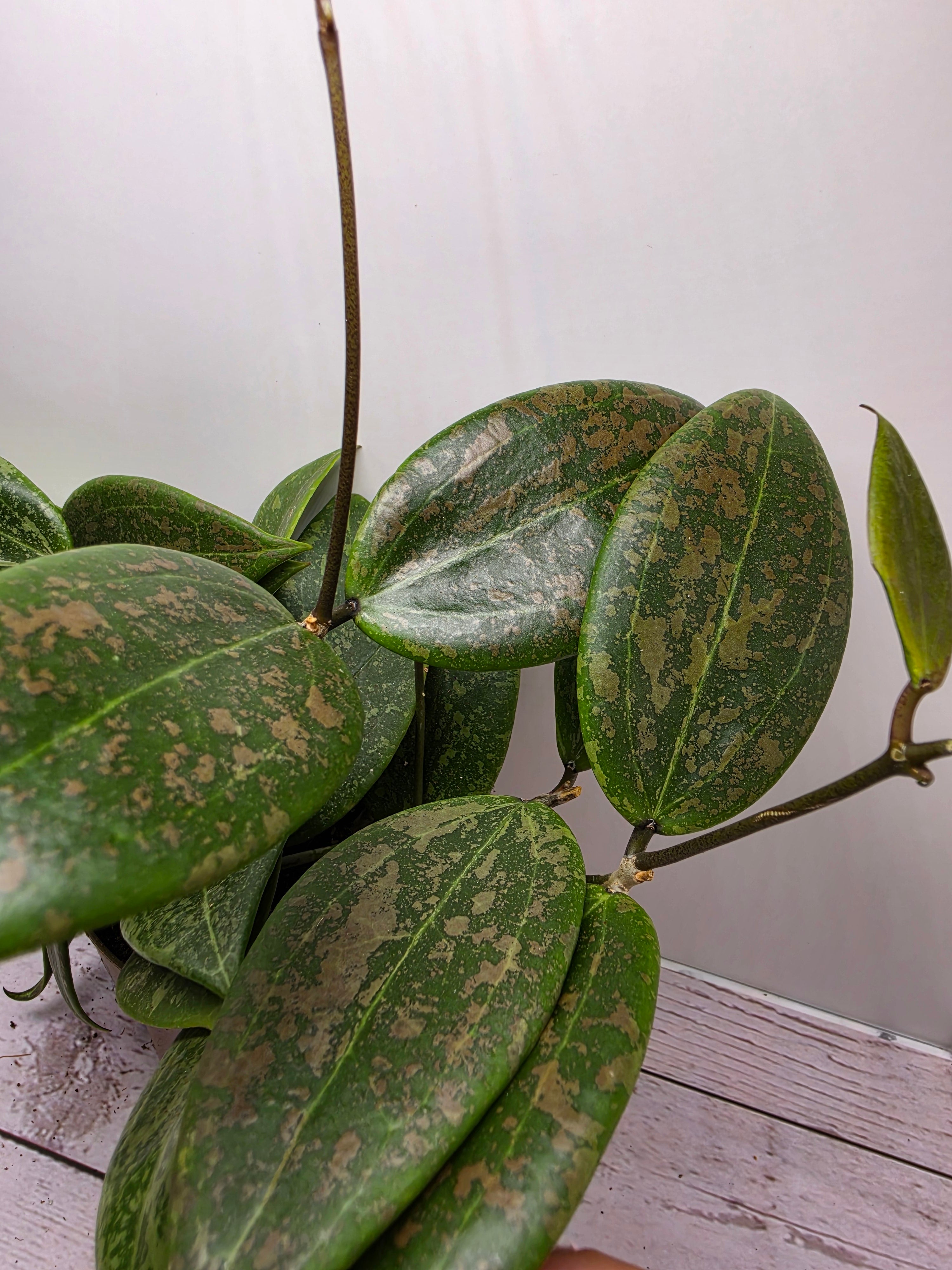 Hoya verticillata 'Wibergiae' pink splash