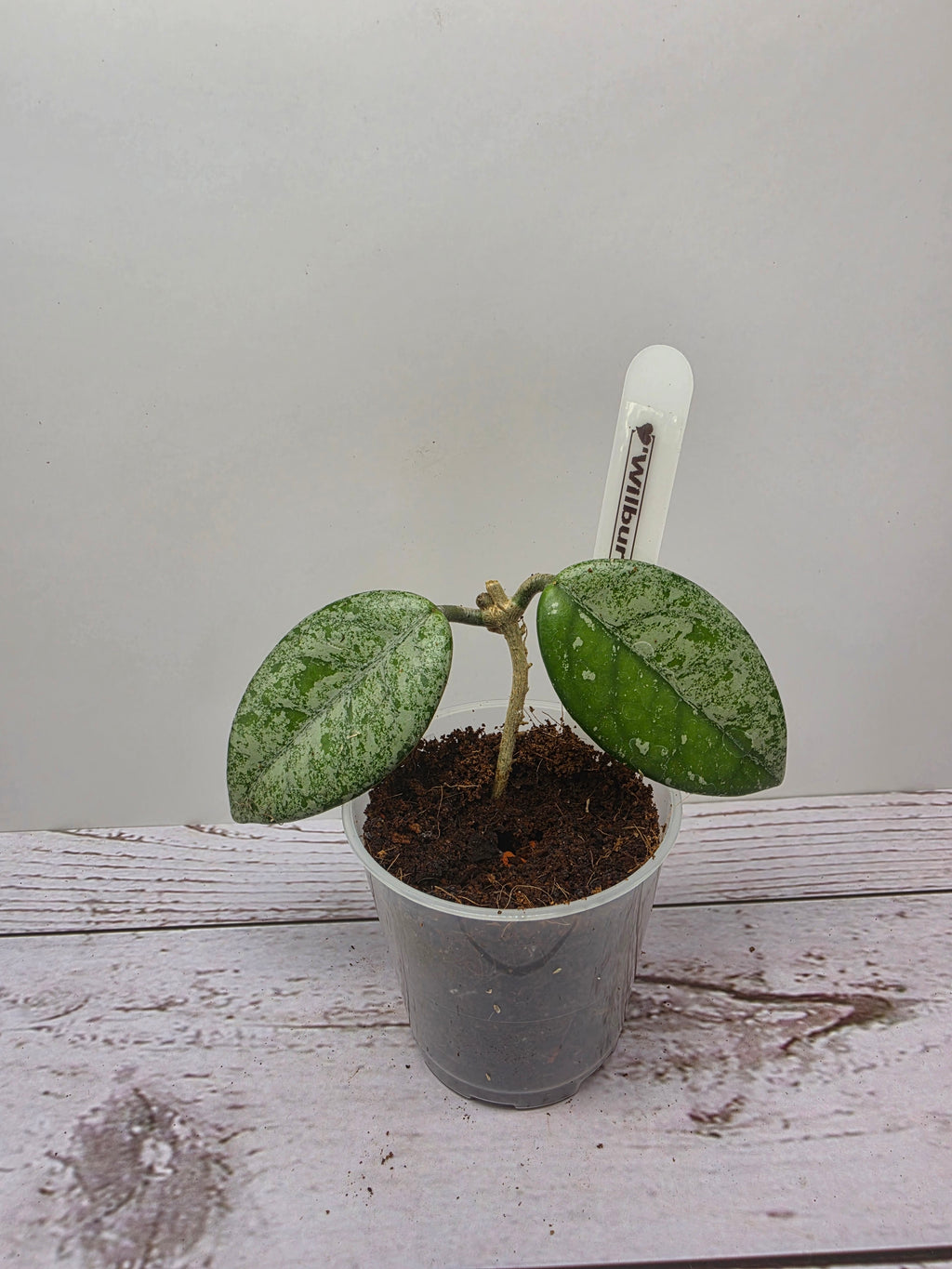 Hoya Wilbur Graves