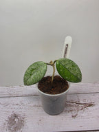 Hoya Wilbur Graves