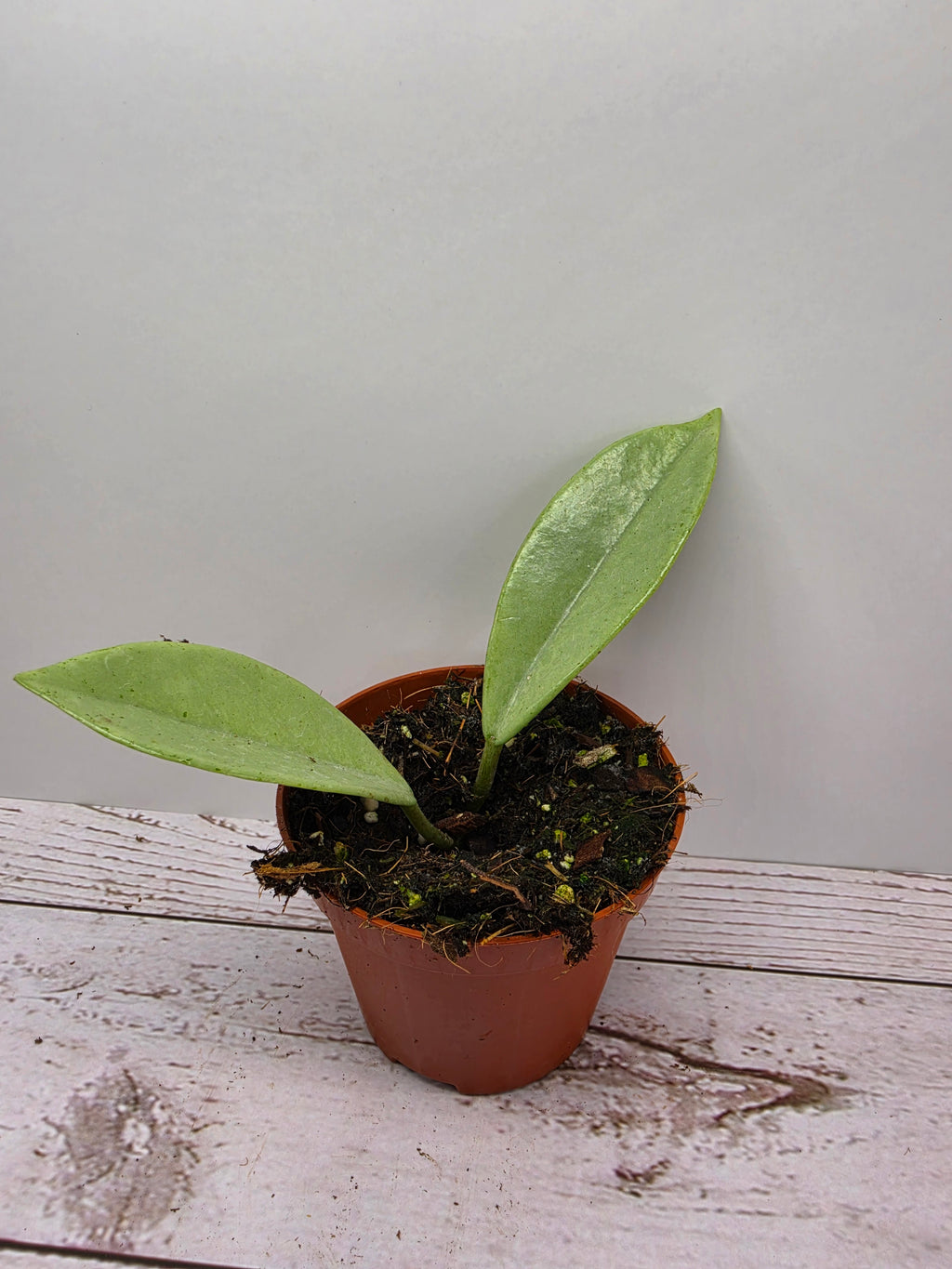 Hoya 'Wilbur Graves' silver