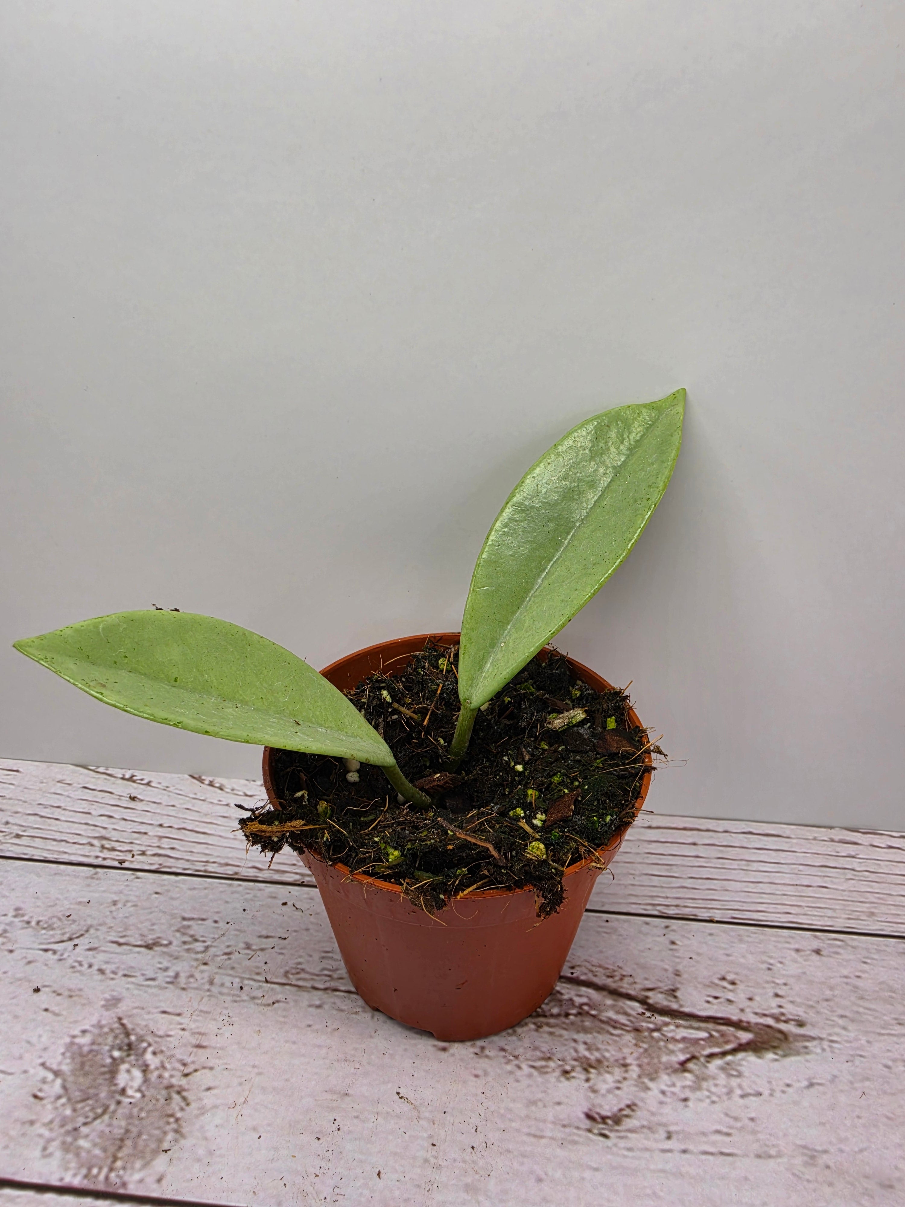 Hoya 'Wilbur Graves' silver
