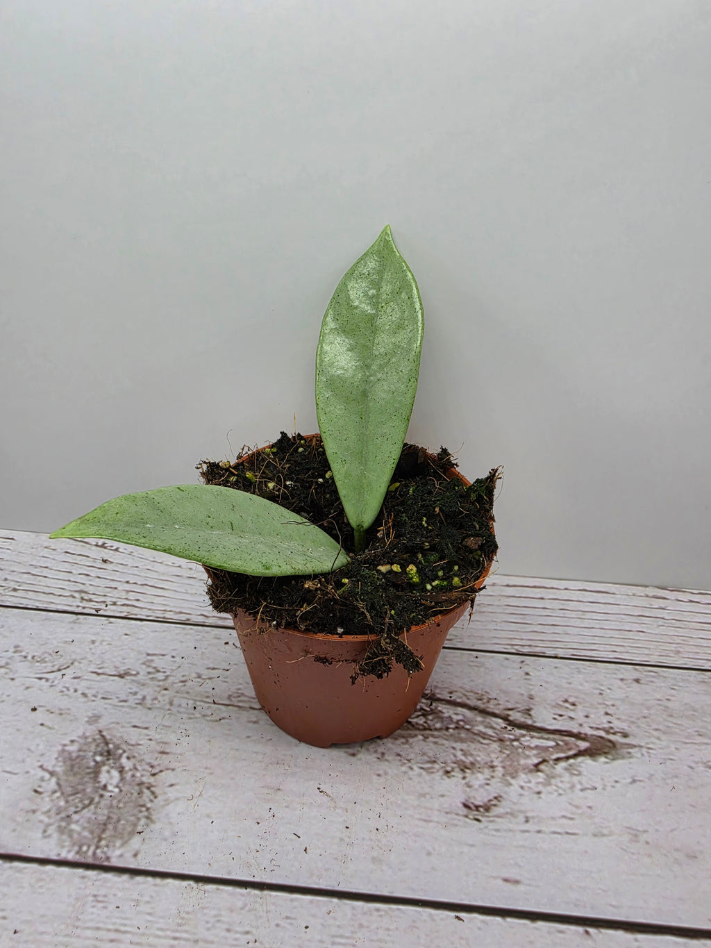 Hoya 'Wilbur Graves' silver