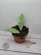 Hoya 'Wilbur Graves' silver