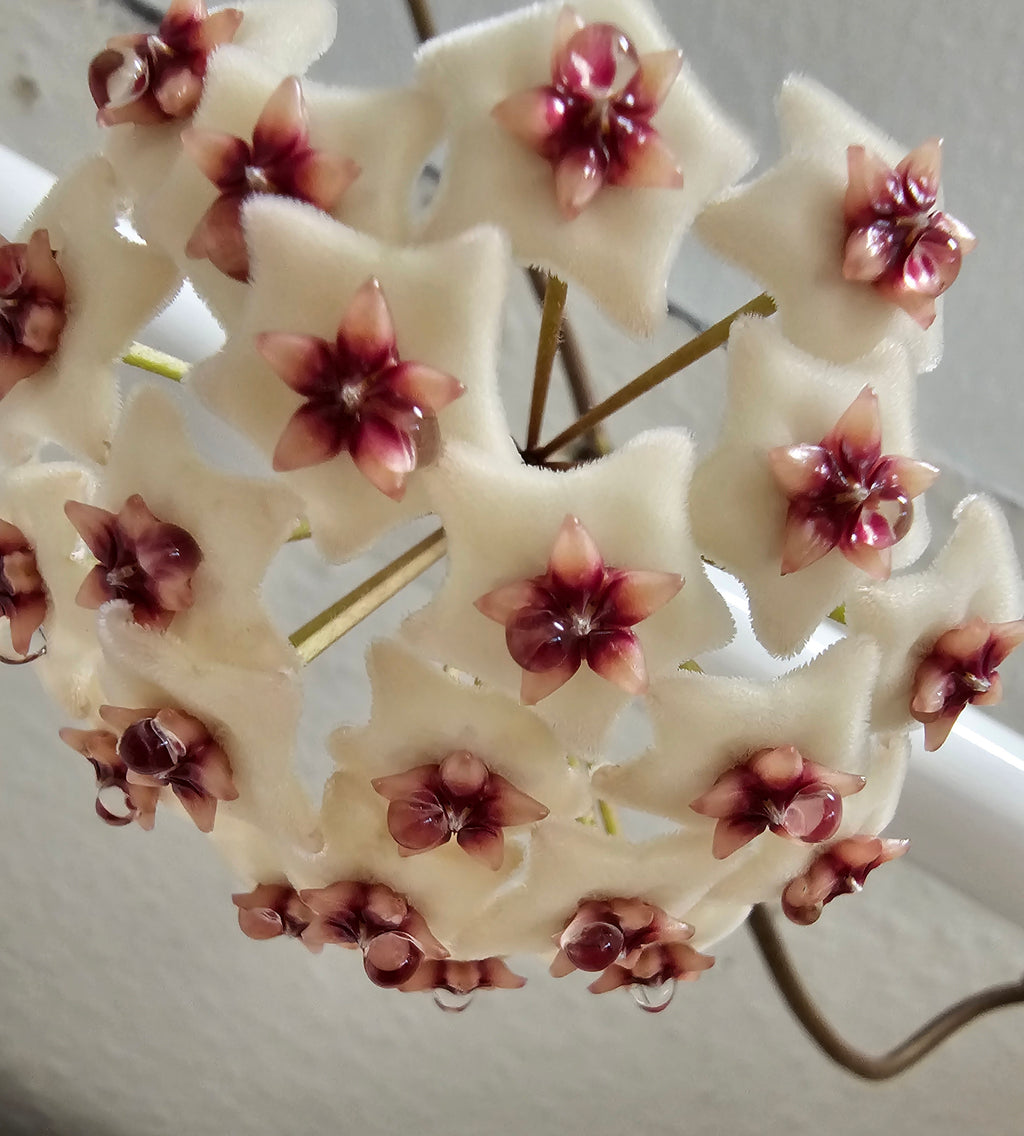 Hoya xobovata cutting