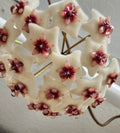 Hoya xobovata cutting