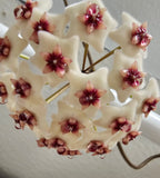 Hoya xobovata cutting