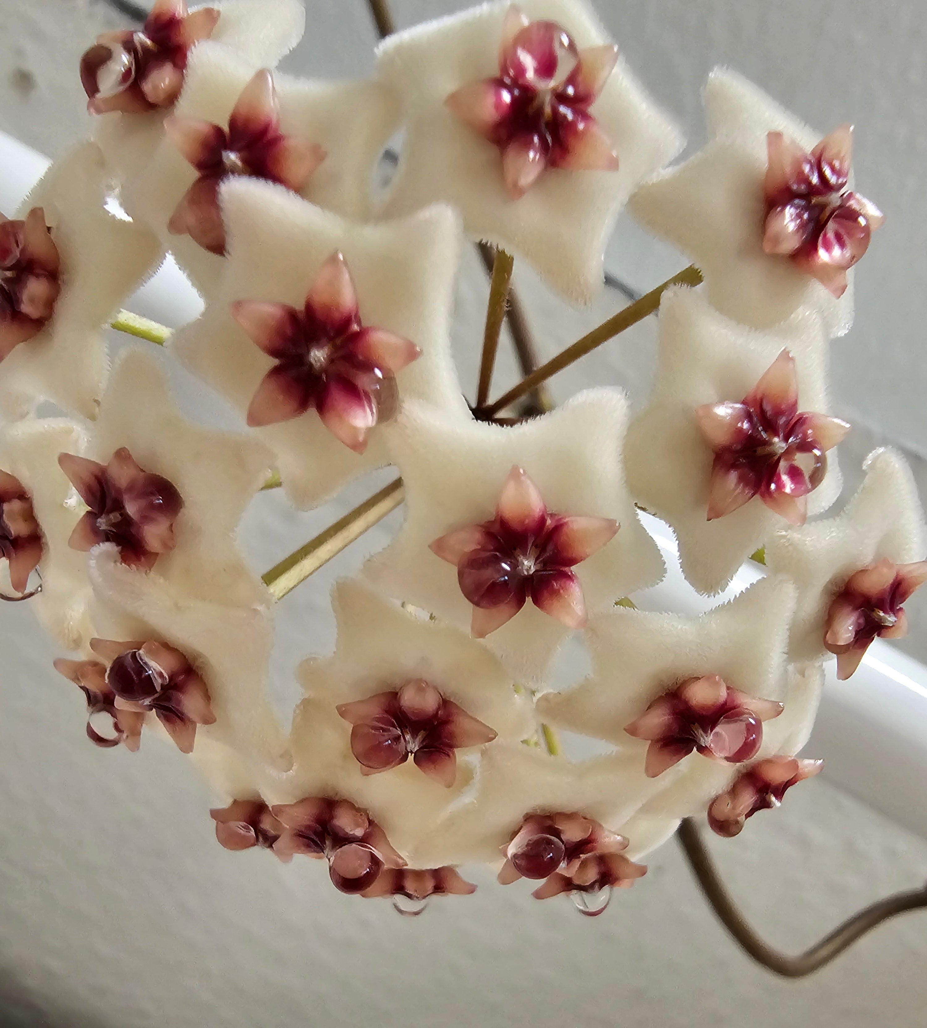 Hoya xobovata cutting