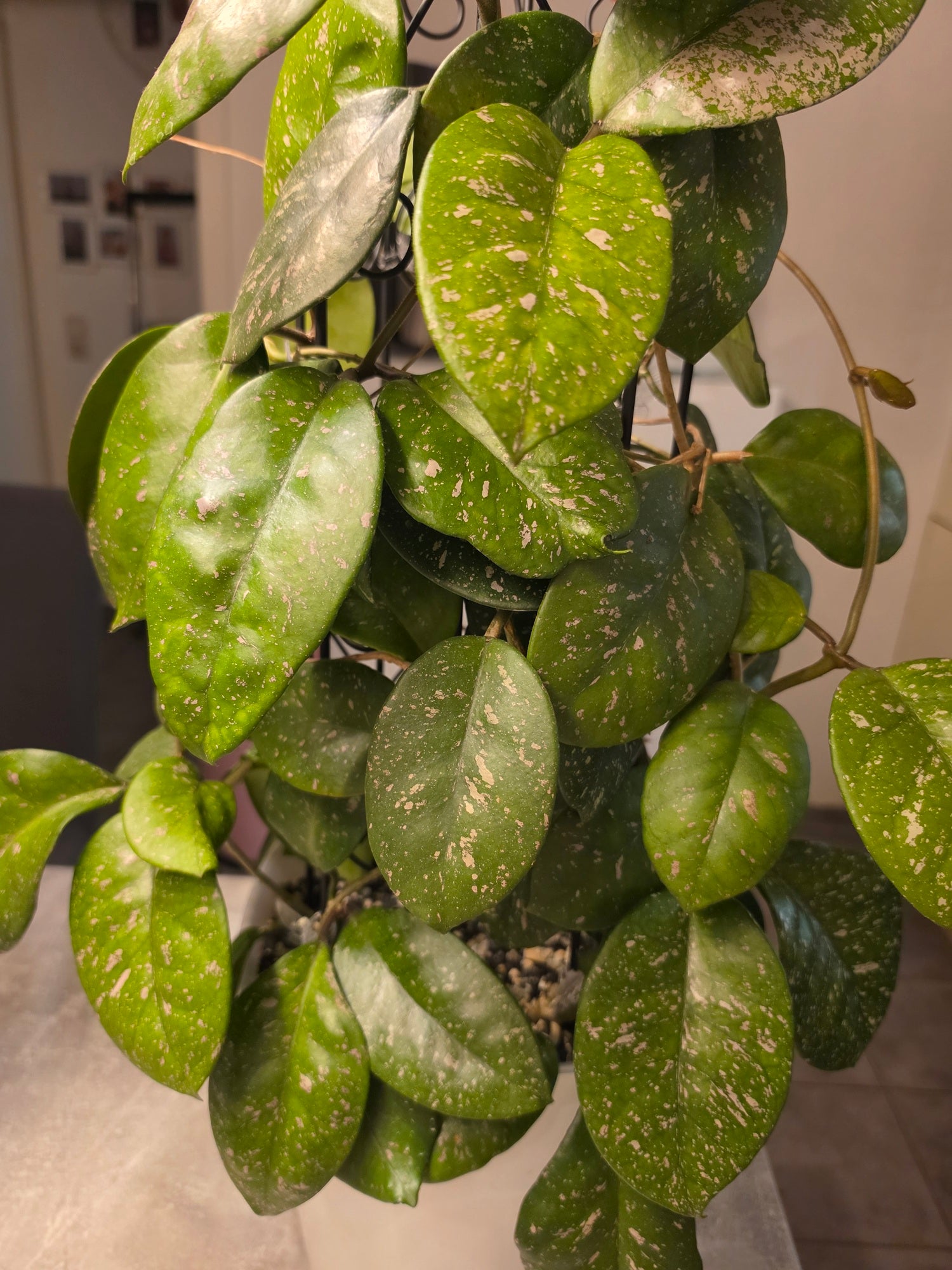 Hoya xobovata cutting