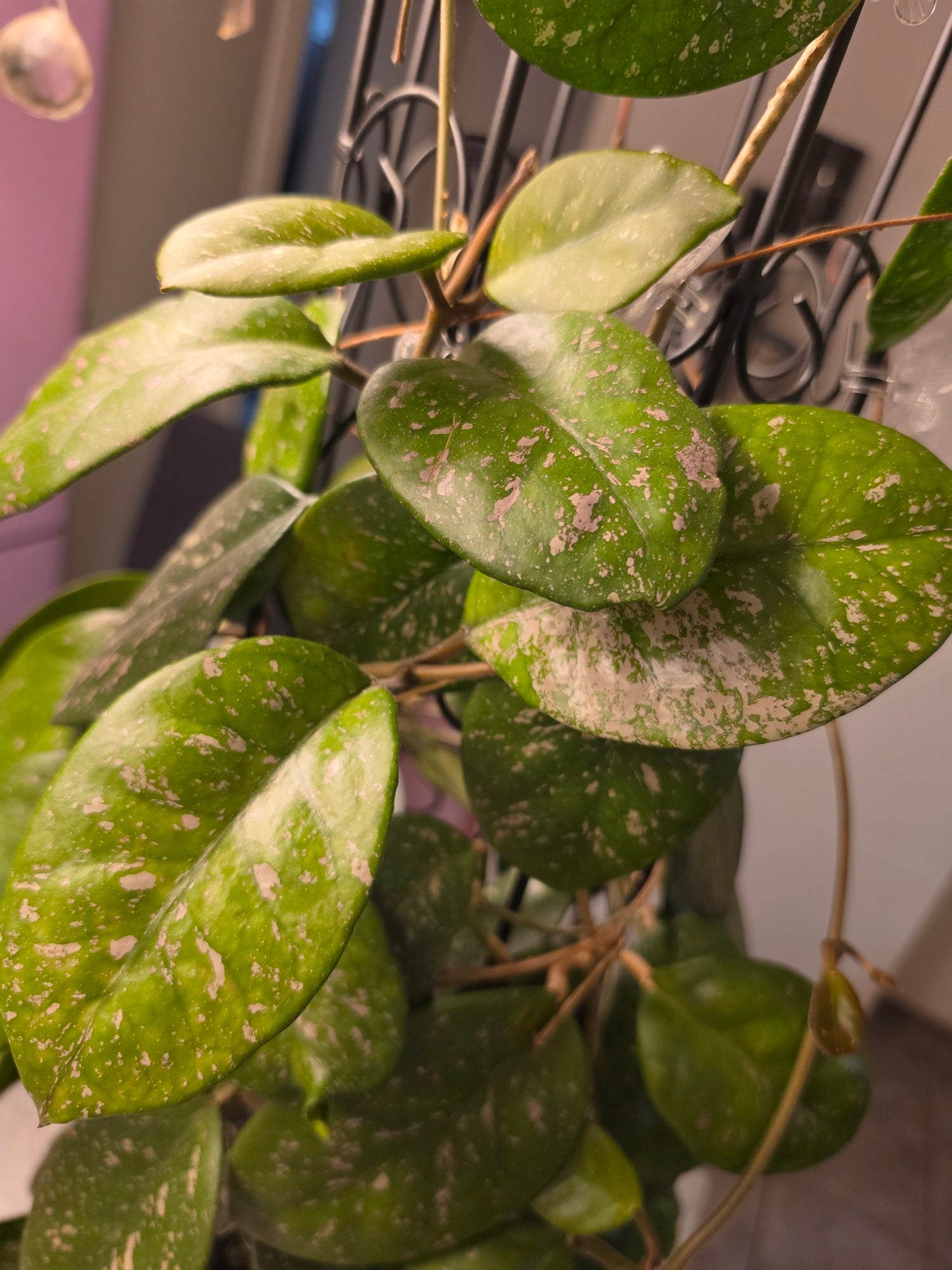 Hoya xobovata cutting